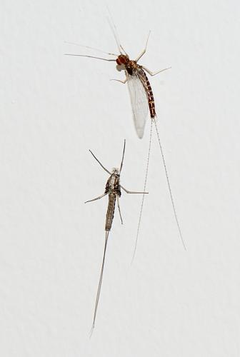 Réf. 280 601 : Cloeon dipterum